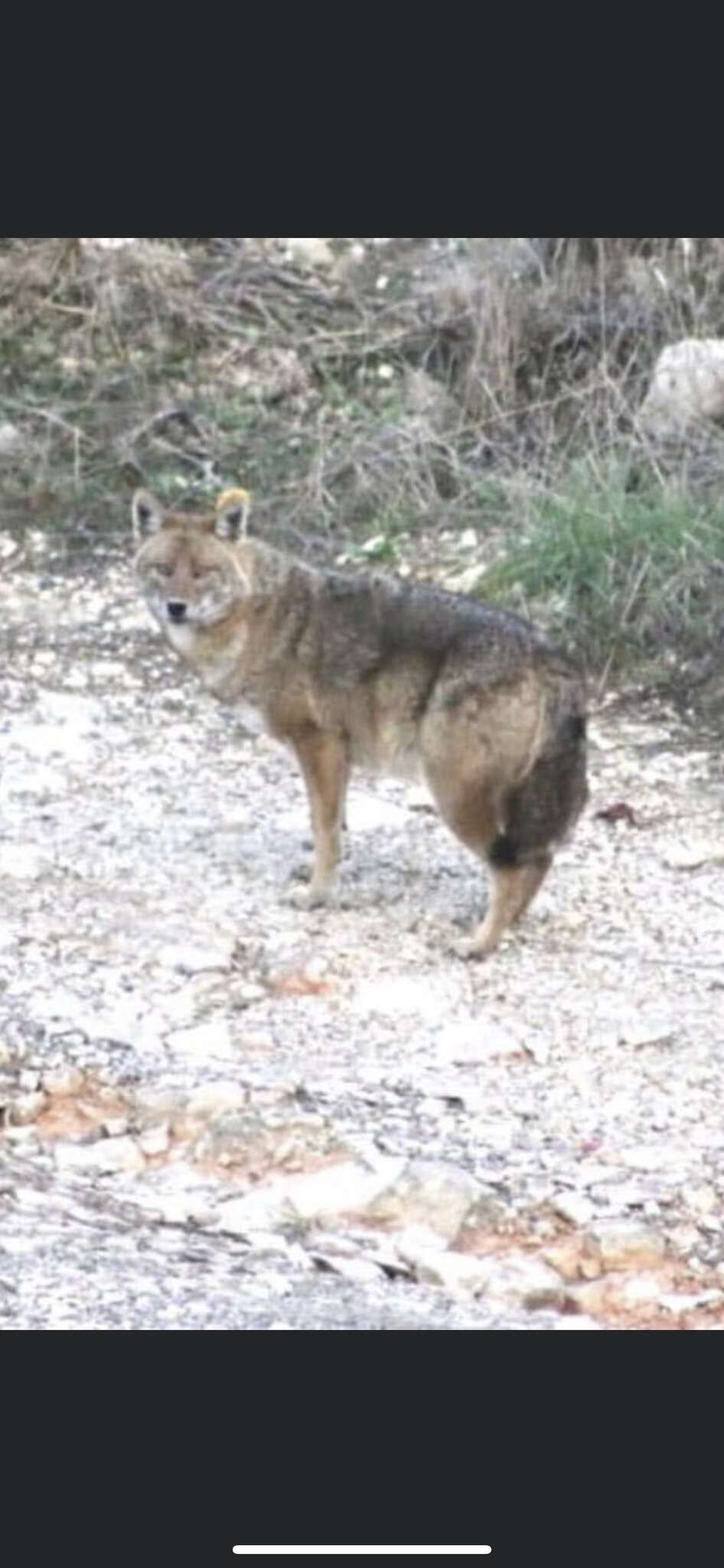 Image of Syrian jackal