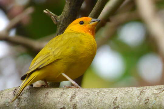 Image of Saffron Finch