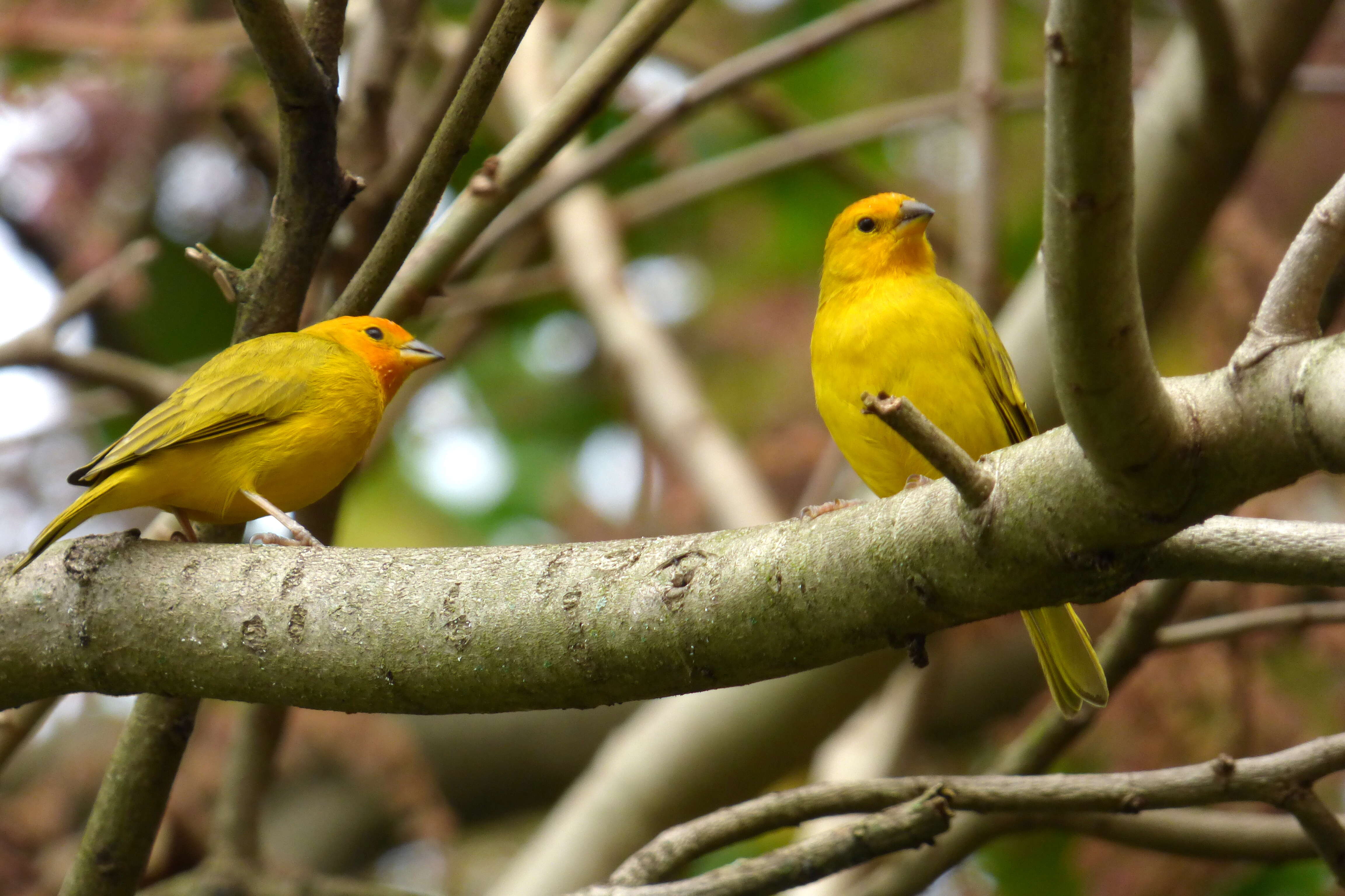 Image of Saffron Finch