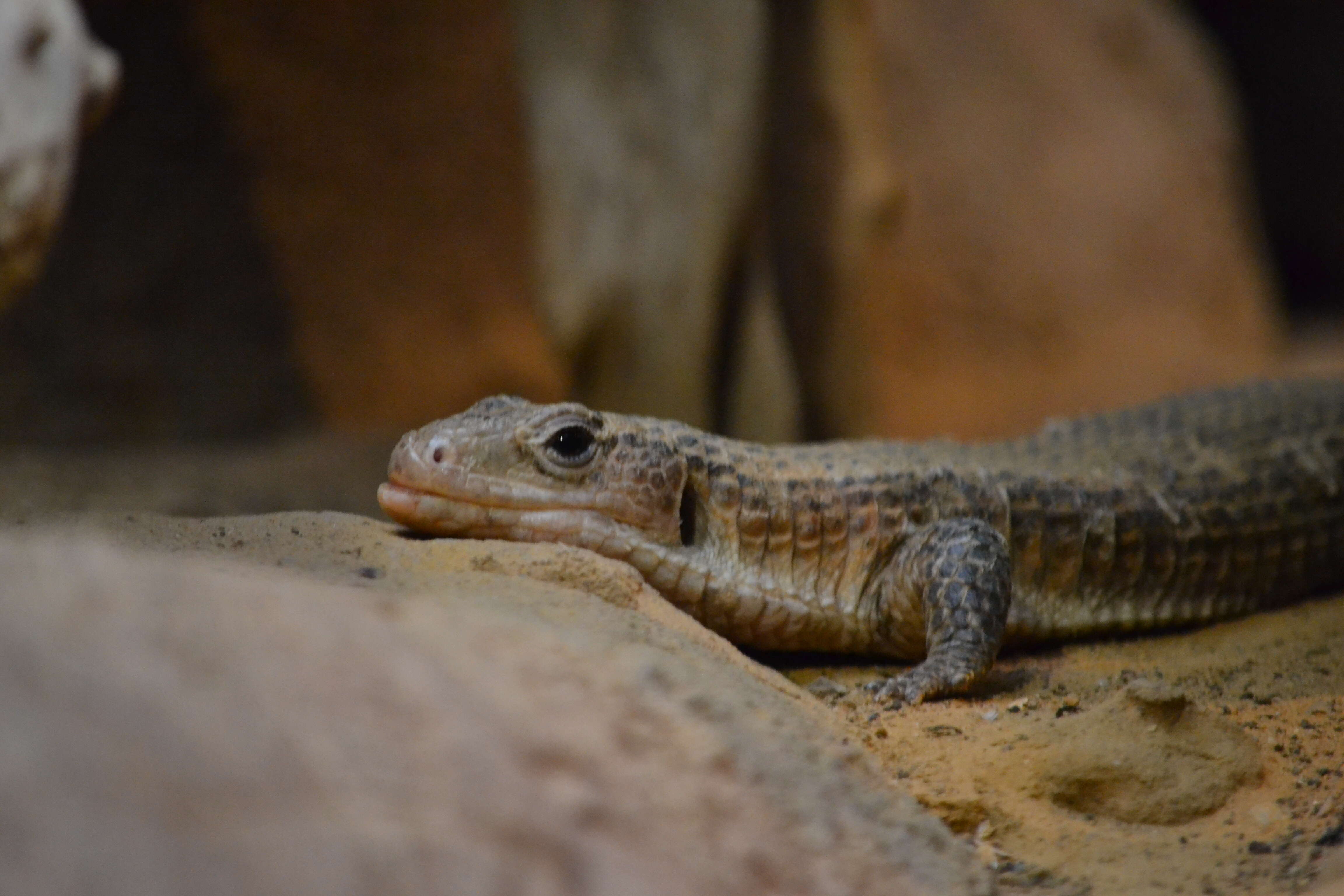 Image of Sudan plated lizard