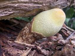 Image of Volvariella bombycina (Schaeff.) Singer 1951