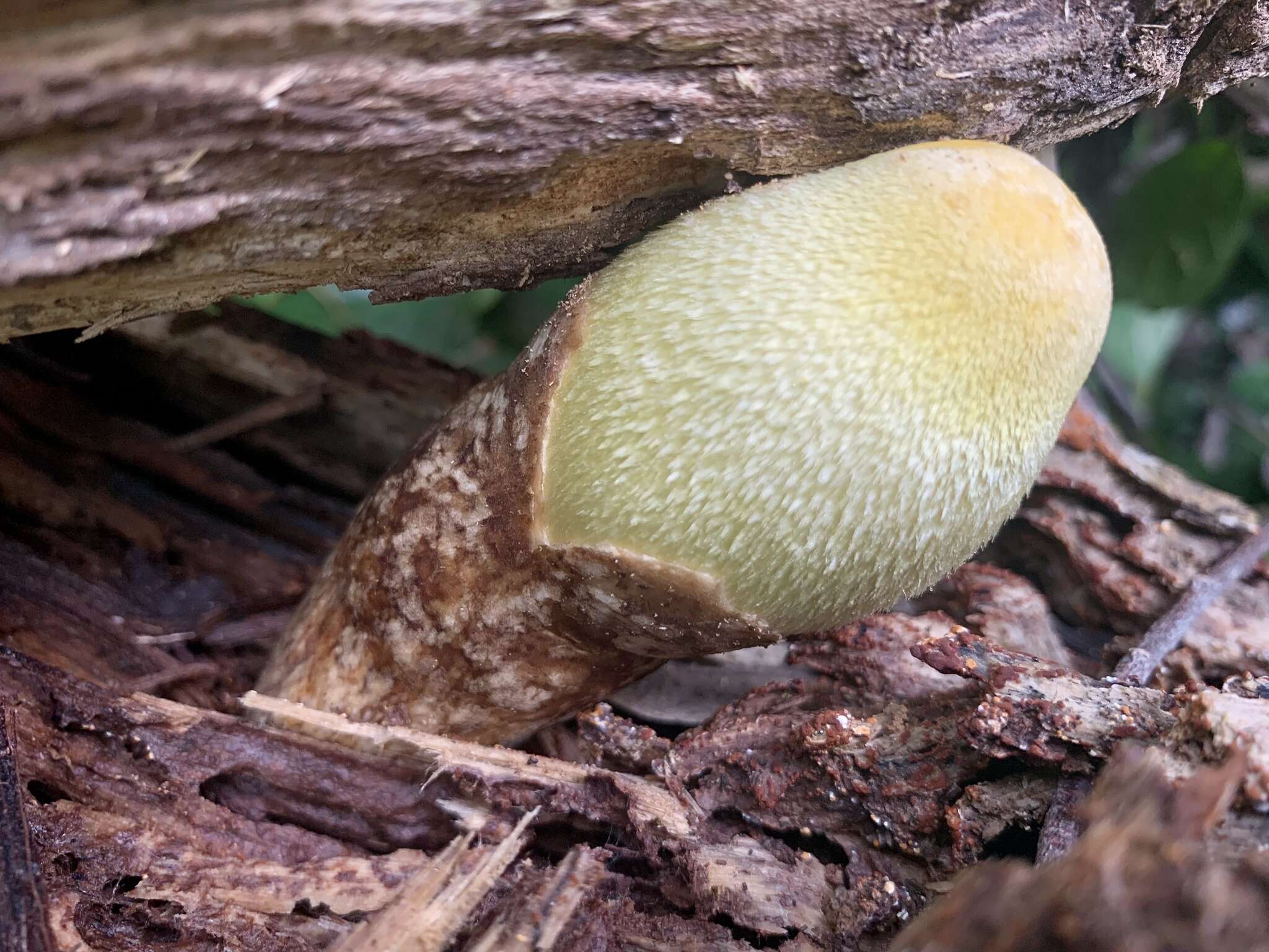 Image of Volvariella bombycina (Schaeff.) Singer 1951