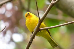 Image of Saffron Finch