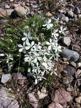 Image of spiny phlox