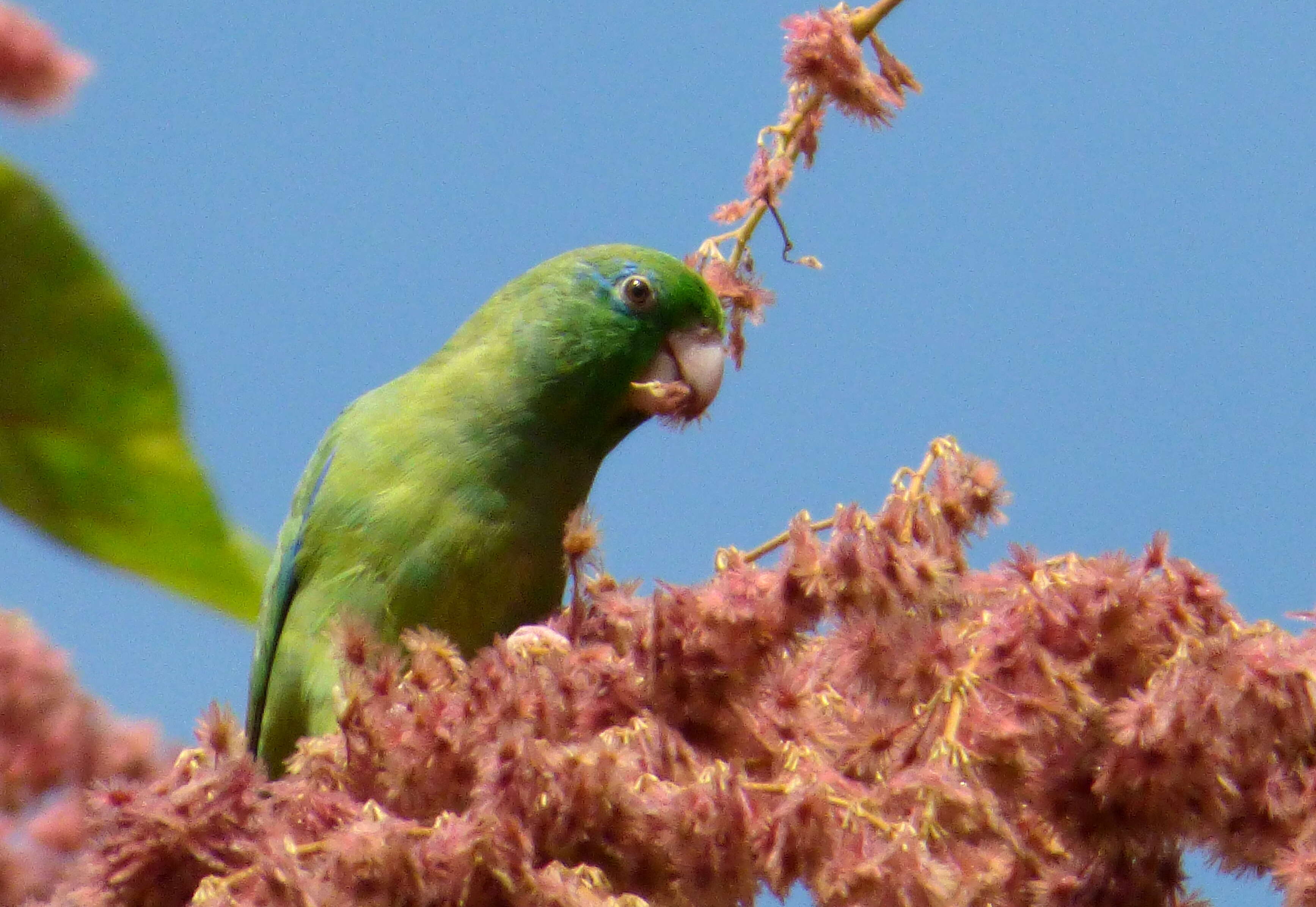 Image of Spectacled Parrotlet