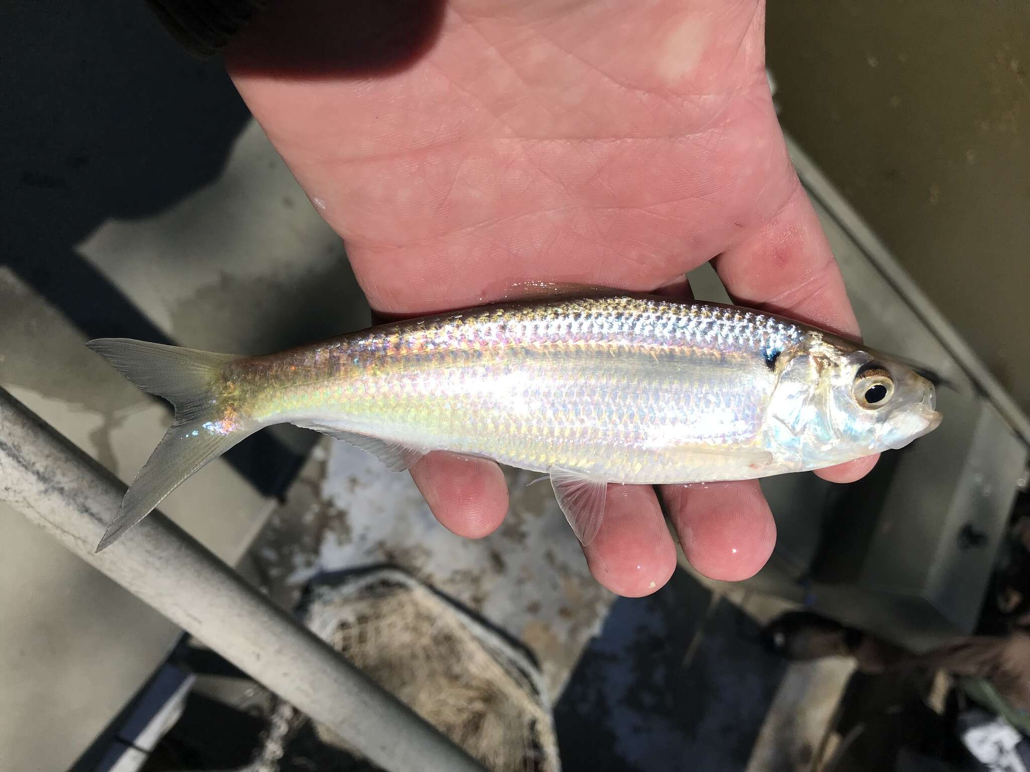 Image of Blueback Herring