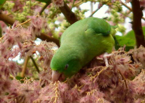 Image of Spectacled Parrotlet