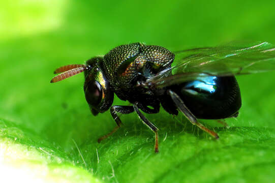 Perilampus ruficornis (Fabricius 1793)的圖片