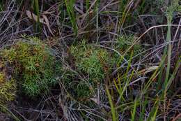 Imagem de Isopogon ceratophyllus R. Br.