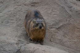 Image of Rock Hyrax