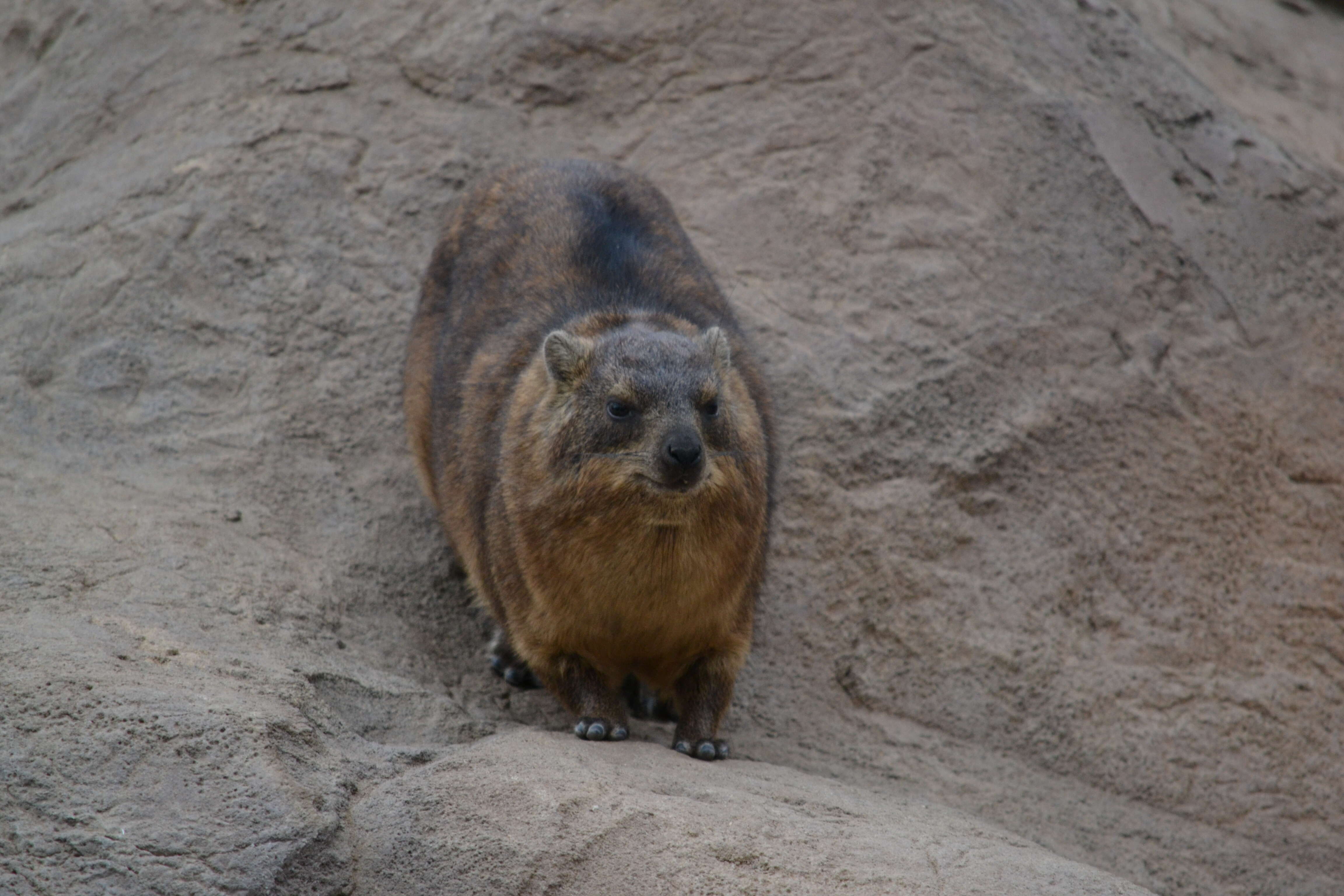 Image of Rock Hyrax