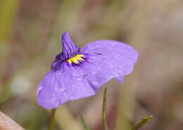 Image of Utricularia beaugleholei R. J. Gassin