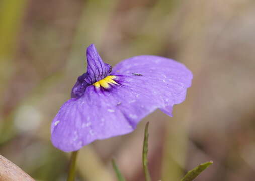 Image of Utricularia beaugleholei R. J. Gassin