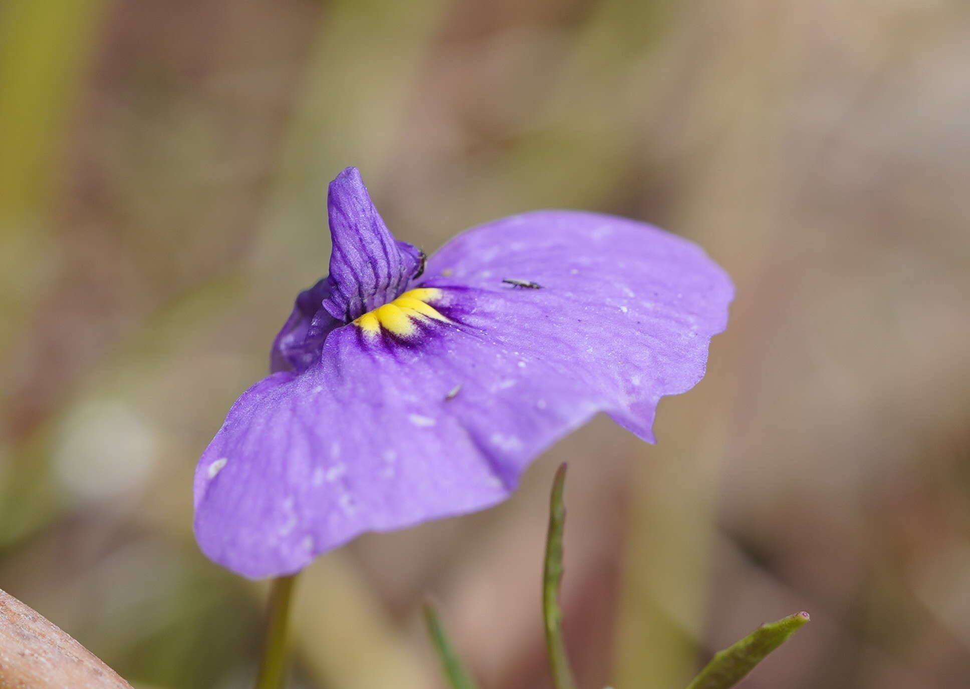 Image of Utricularia beaugleholei R. J. Gassin