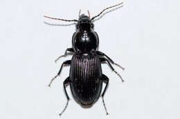 Imagem de Pterostichus (Petrophilus) stygicus (Say 1823)