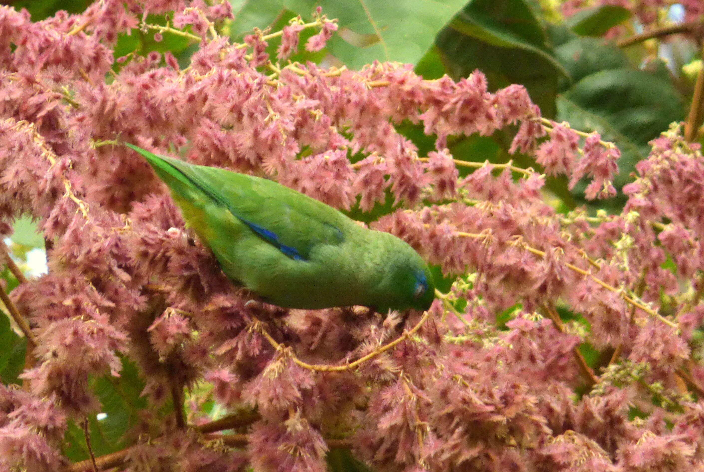 Image of Spectacled Parrotlet