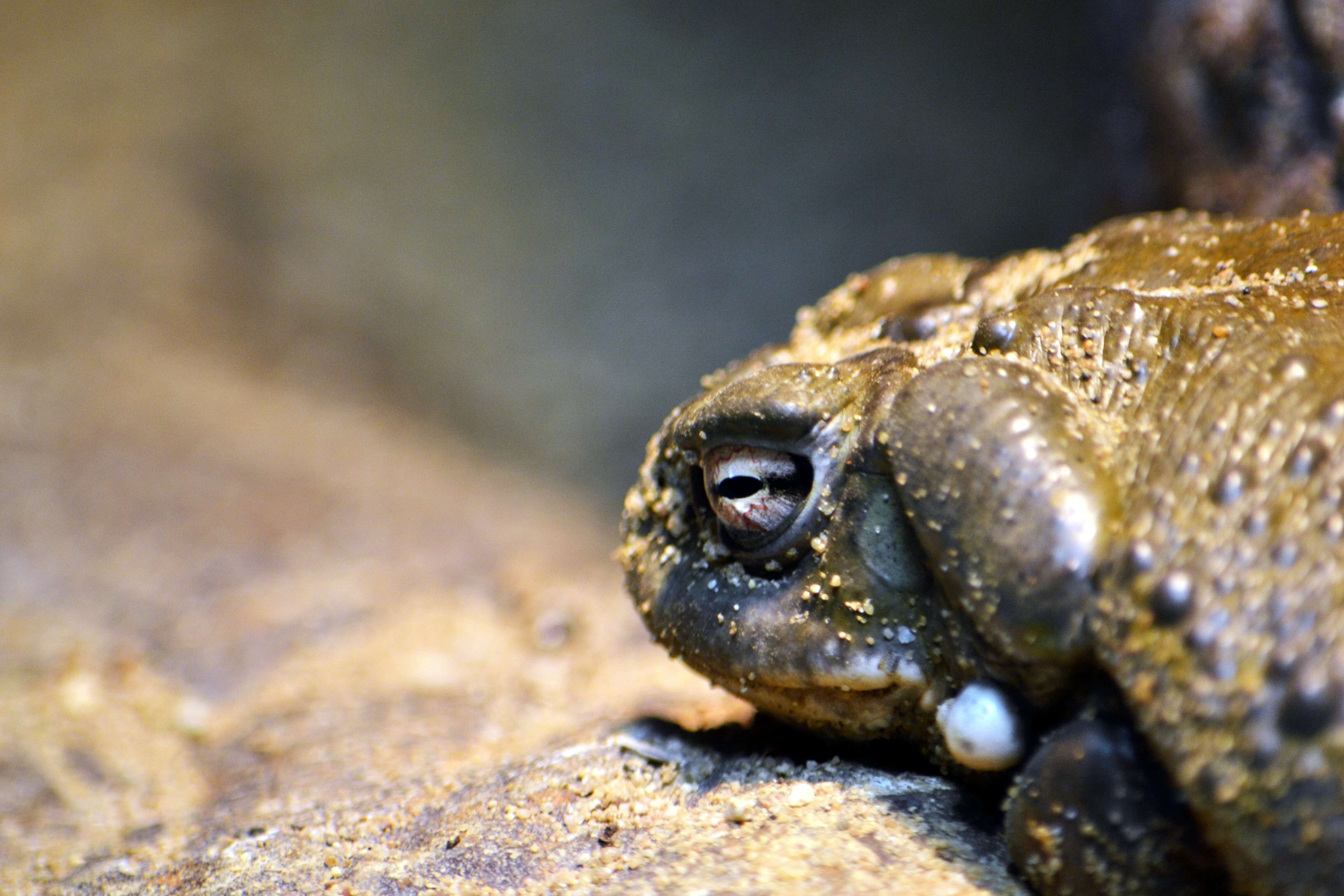 Image of Colorado River Toad Sonoran Desert Toad