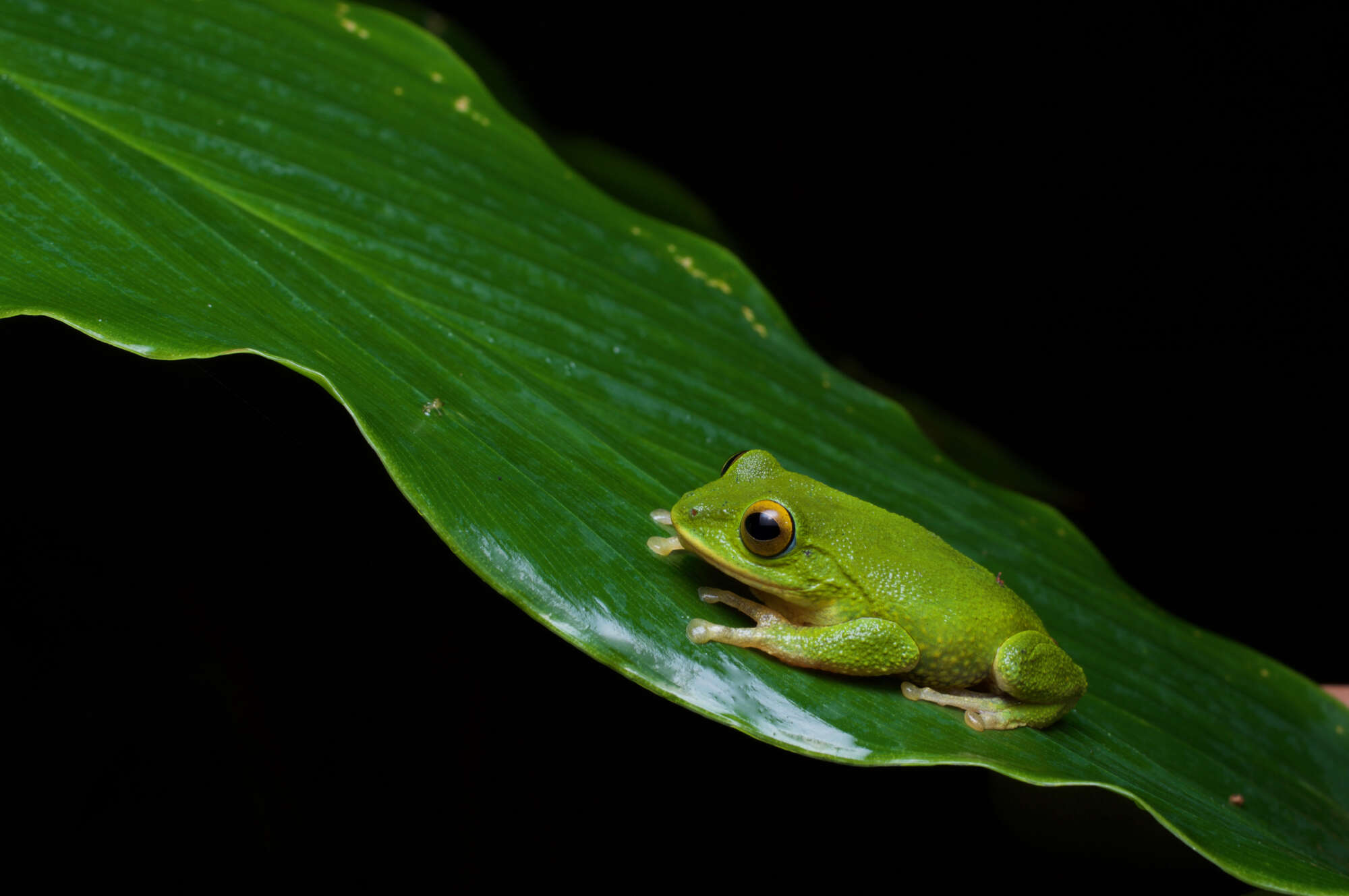 Imagem de Pseudophilautus ocularis (Manamendra-Arachchi & Pethiyagoda 2005)