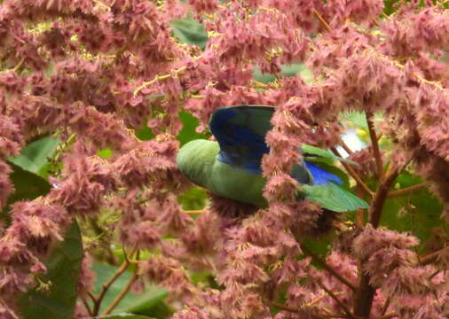 Image of Spectacled Parrotlet