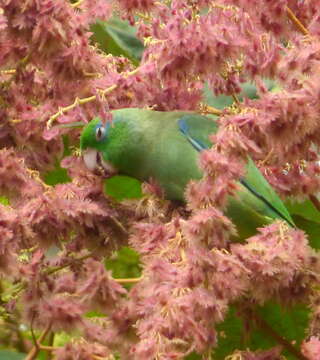 Image of Spectacled Parrotlet