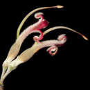 Image of Adenanthos stictus George