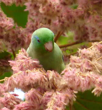 Image of Spectacled Parrotlet