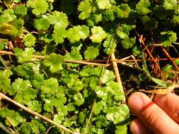 Imagem de Hydrocotyle microphylla A. Cunn.