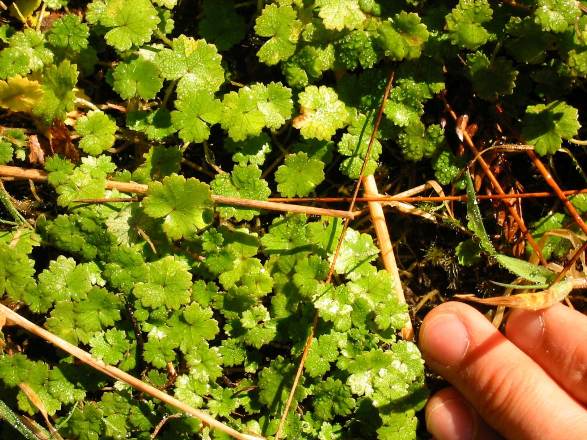 Image of Hydrocotyle microphylla A. Cunn.