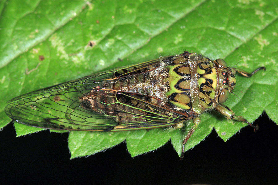 Image de Carineta trivittata Walker & F. 1858