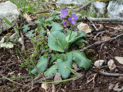 Слика од Arabis verna (L.) W. T. Aiton