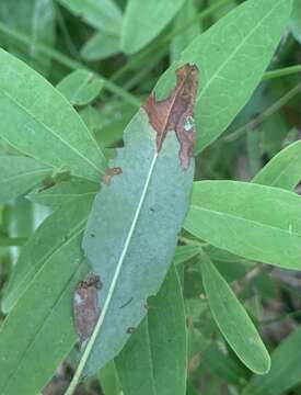 Image of Coleophora kalmiella McDunnough 1936