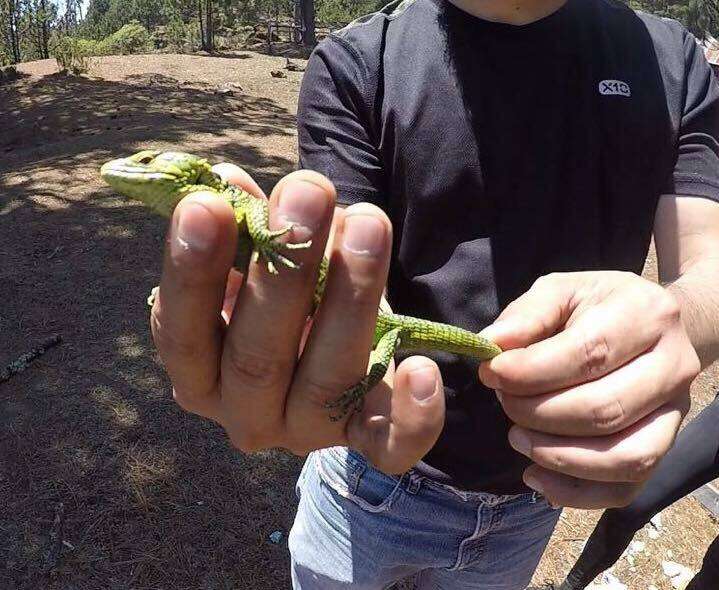 Image of Matuda's Arboreal Alligator Lizard