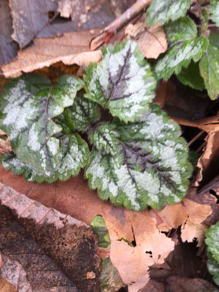 Image of Lamium galeobdolon subsp. argentatum (Smejkal) J. Duvign.