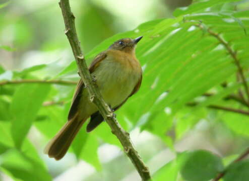 Plancia ëd Leptopogon rufipectus (Lafresnaye 1846)