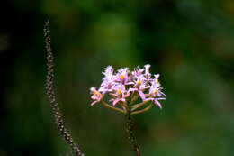 Image of Lopsided star orchid