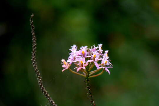 Image of Lopsided star orchid