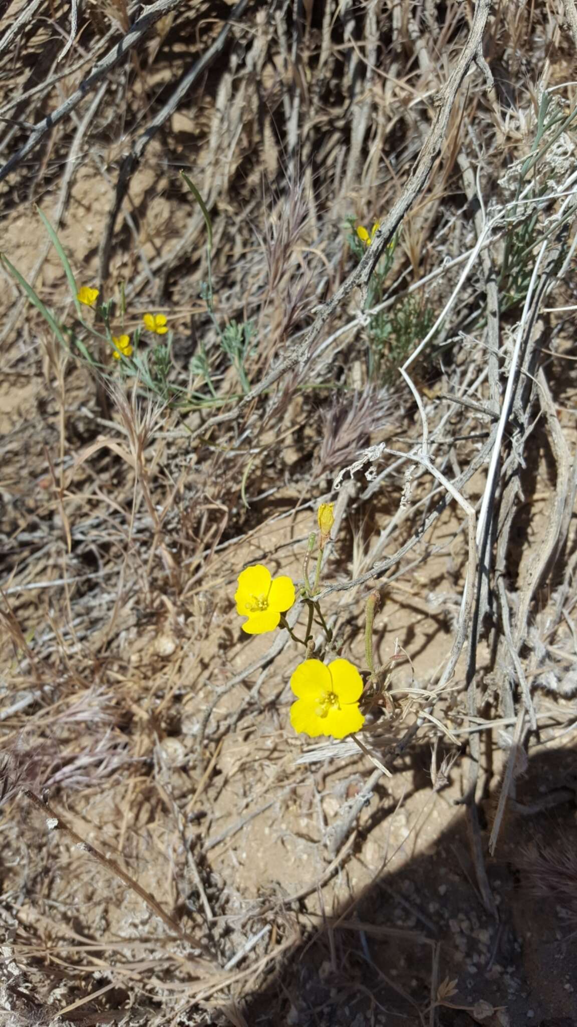 Image of Kern County evening primrose