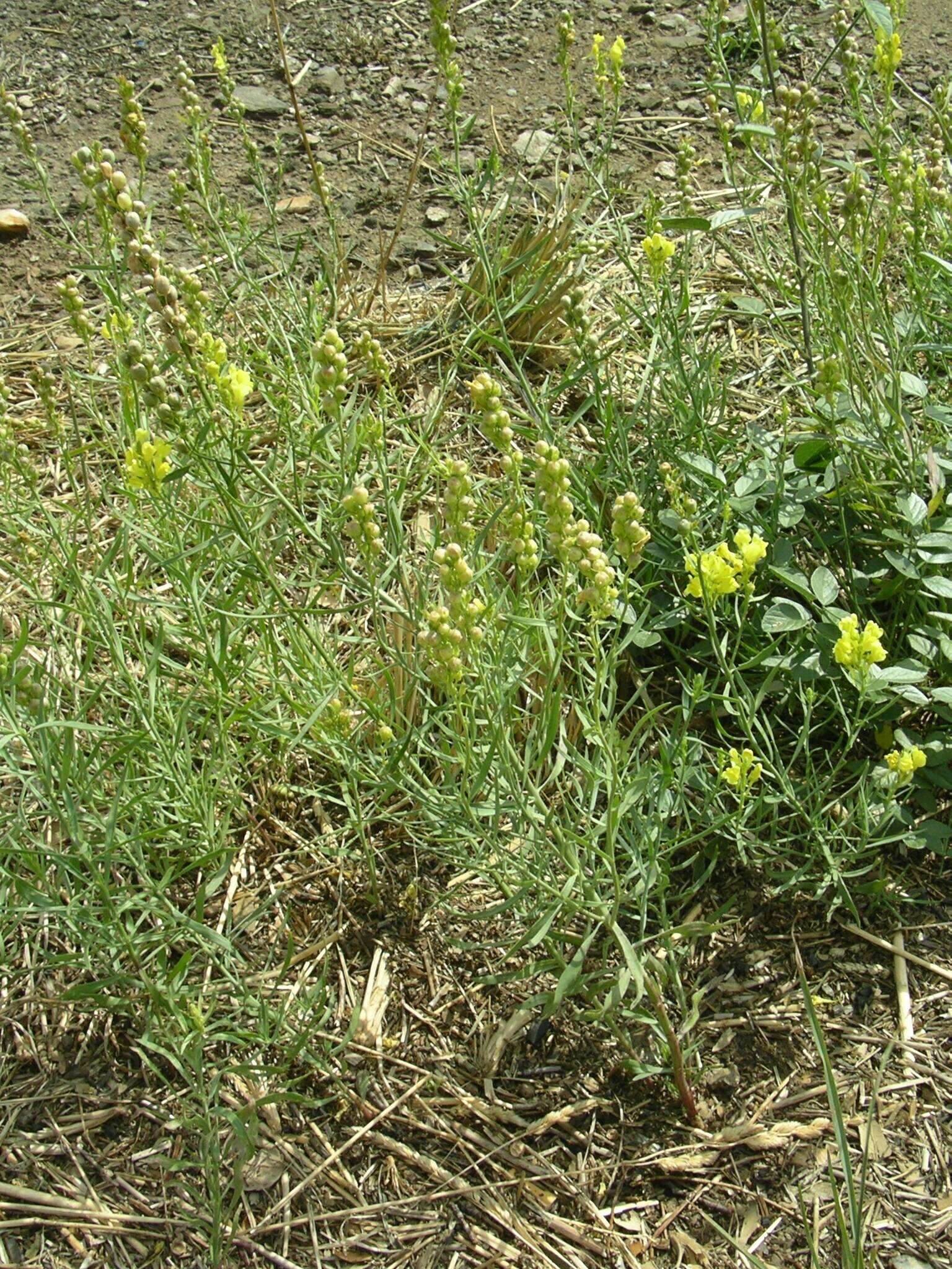 Image of Italian toadflax