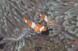 Image of Common clownfish