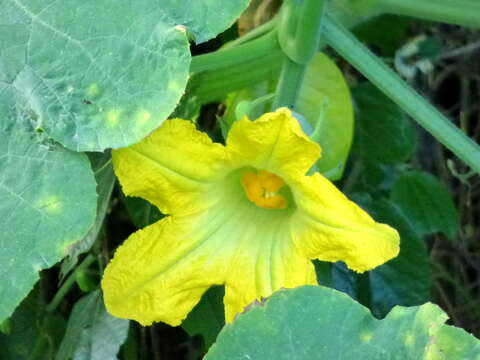 Image of figleaf gourd