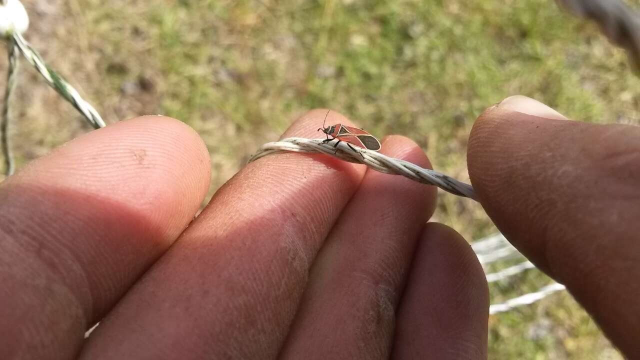 Image of Whitecrossed Seed Bug
