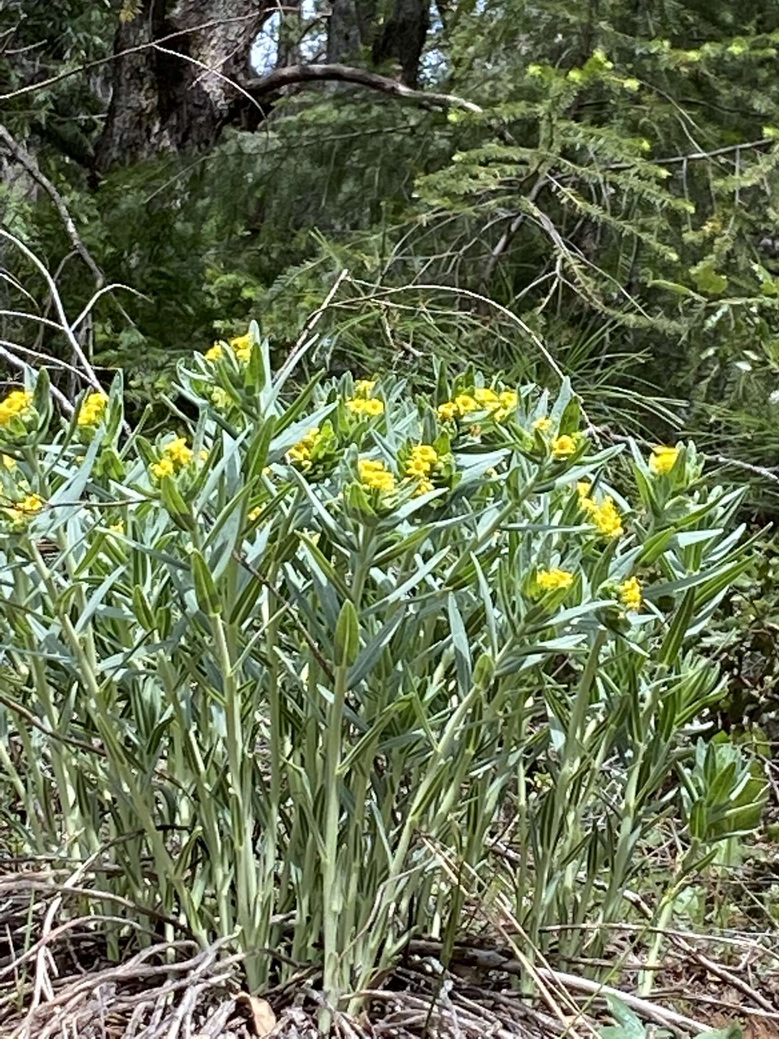 Image of California stoneseed