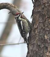 Image of Sapsucker