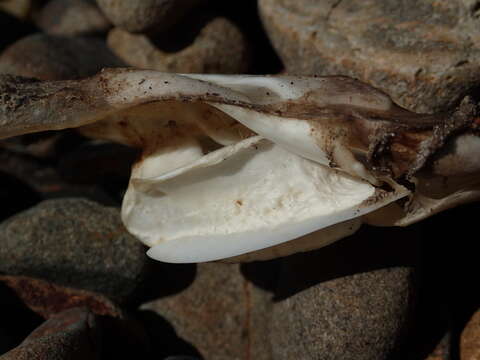 Image of New Zealand rough skate