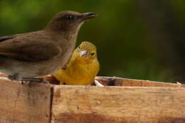 Image of Summer Tanager