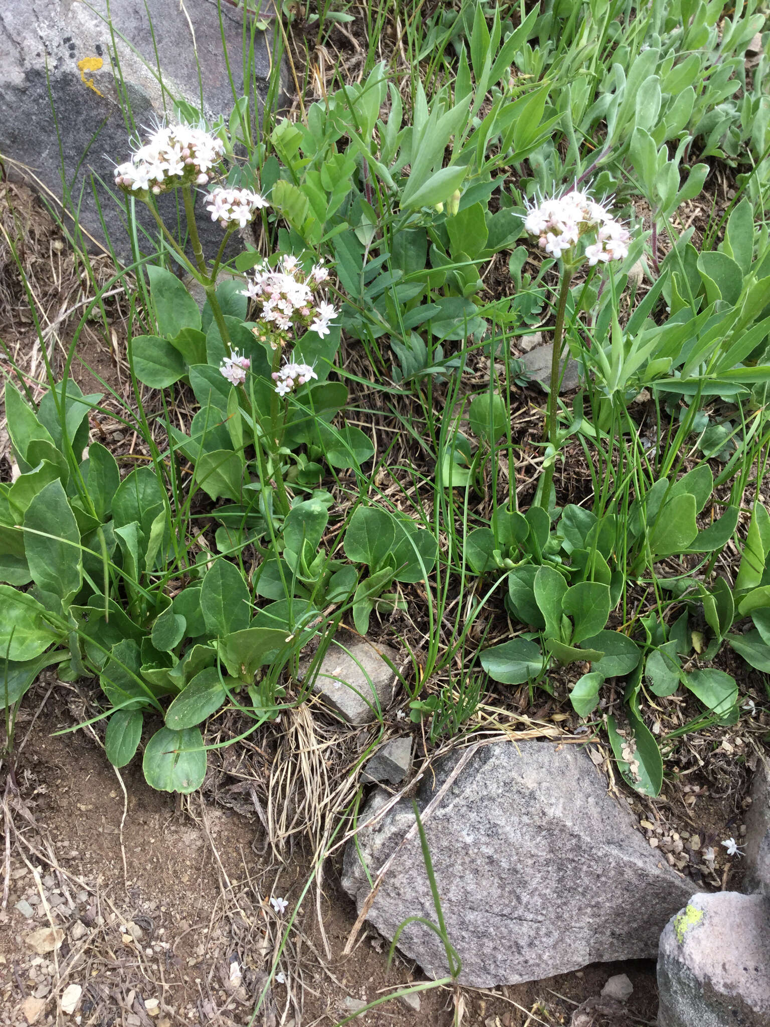 Image of Cordilleran Valerian