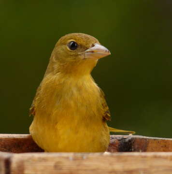 Image of Summer Tanager