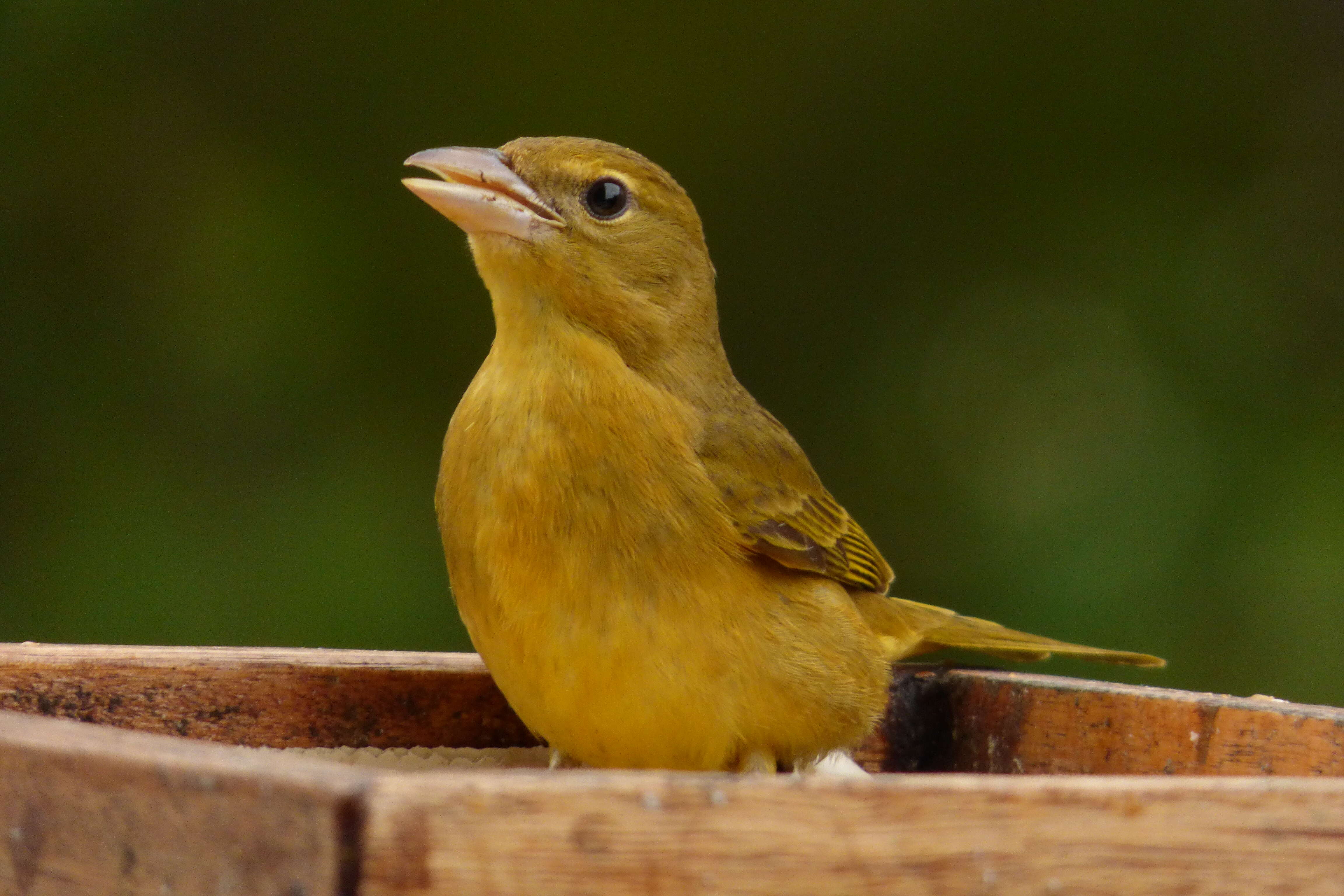 Image of Summer Tanager