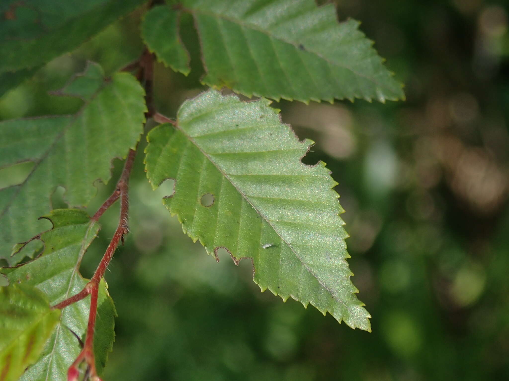 Image of Carpinus kawakamii Hayata