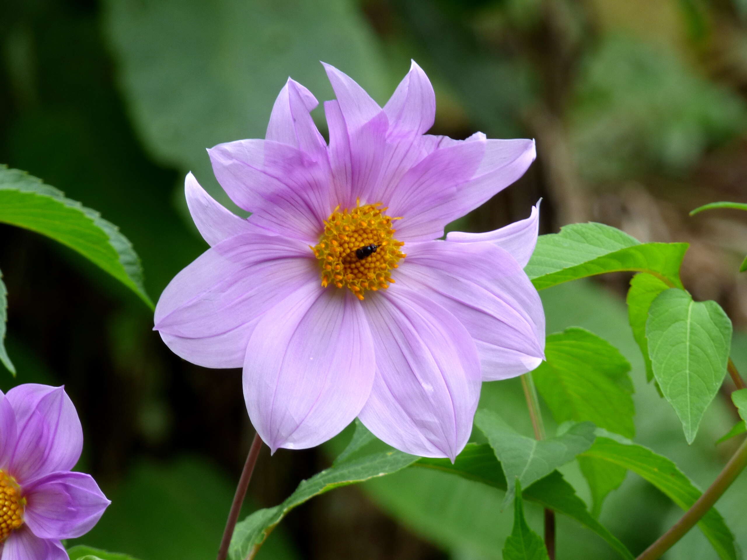 Image of Tree dahlia